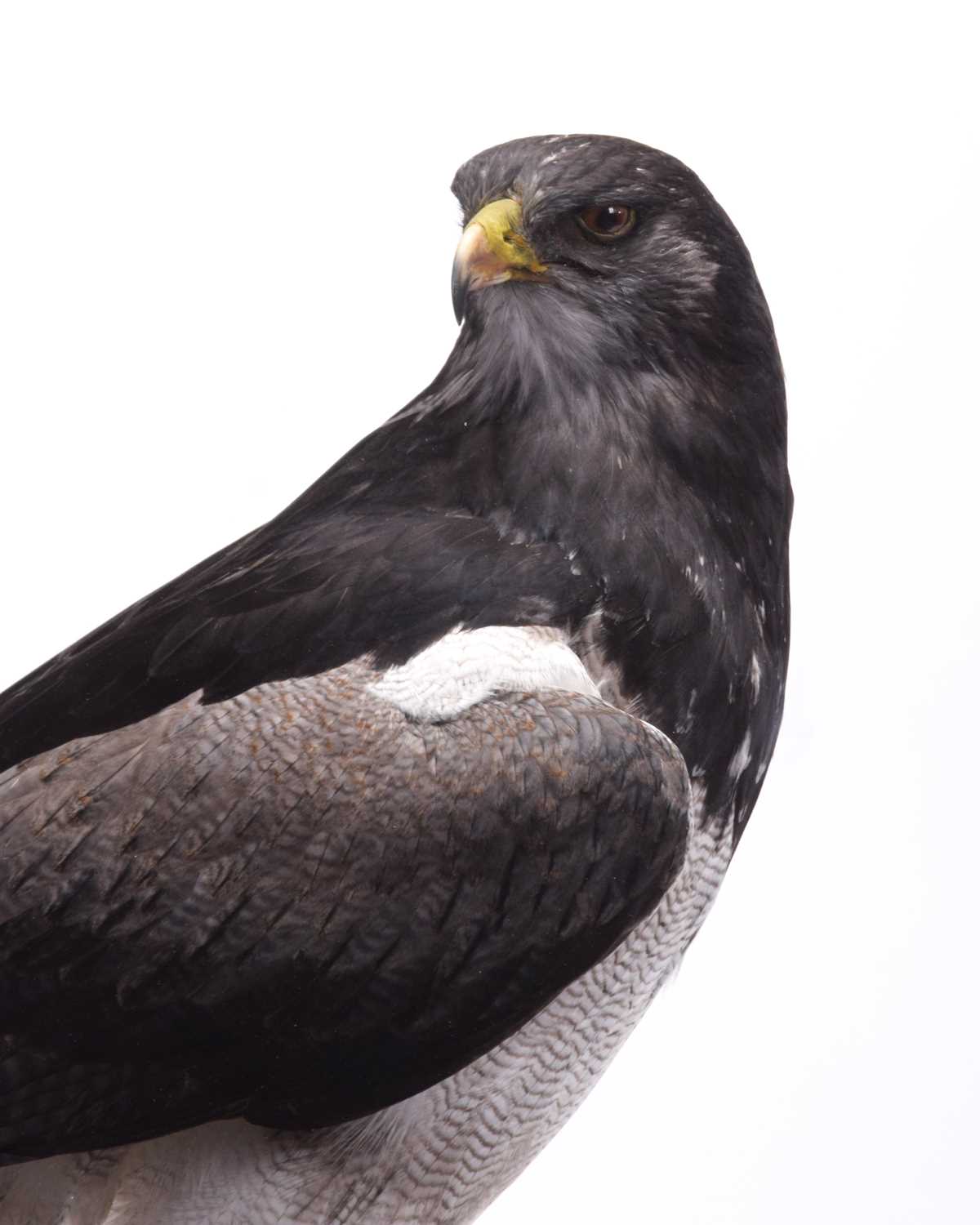 Taxidermy: A Cased Black-chested Buzzard-eagle or Chilean Blue Eagle (Geranoaetus melanoleucus), - Image 8 of 13