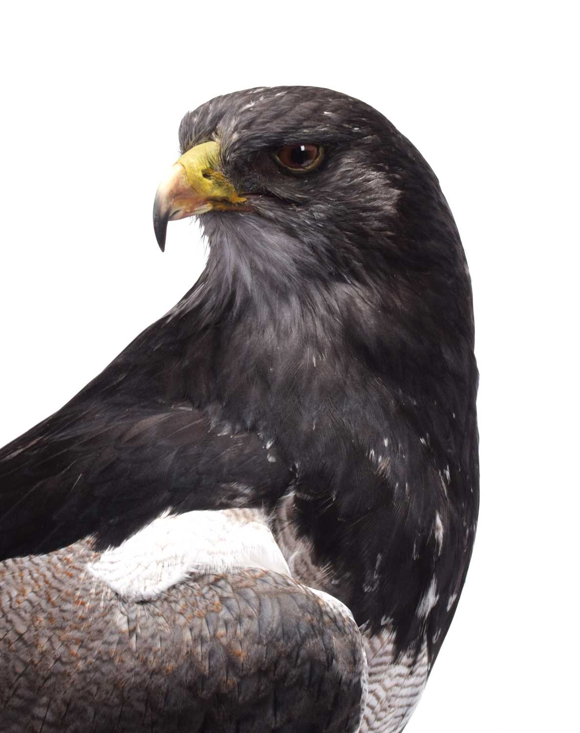 Taxidermy: A Cased Black-chested Buzzard-eagle or Chilean Blue Eagle (Geranoaetus melanoleucus), - Image 9 of 13