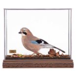 Taxidermy: A Cased European Jay (Garrulus glandaris), modern, by Ann & John Burton, Chipping