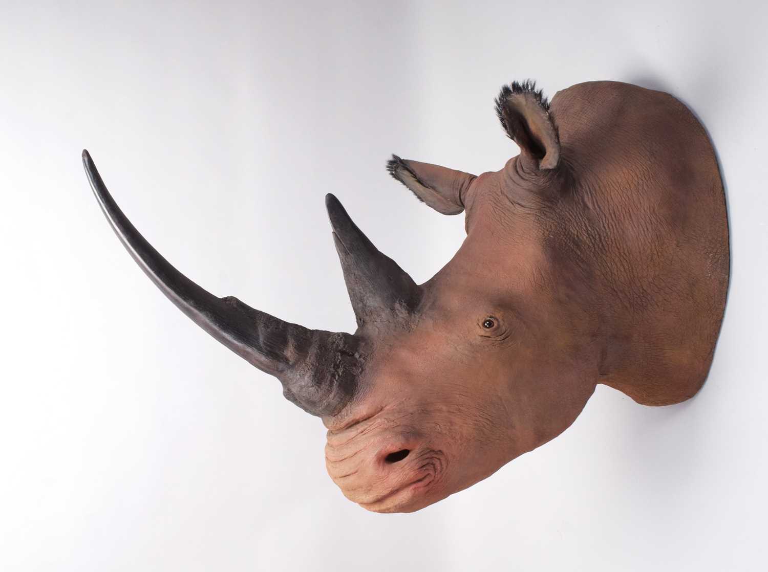 Taxidermy: A Superb Recreation of a Northern White Rhinoceros (Ceratotherium simum cottoni), modern, - Image 2 of 3