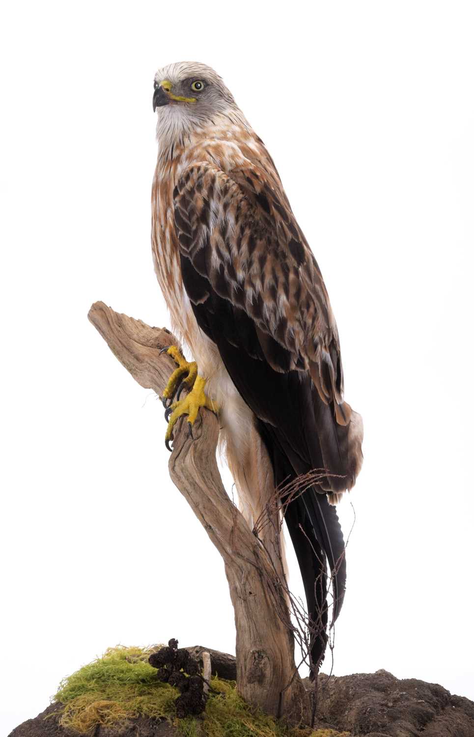 Taxidermy: A Cased Red Kite (Milvus milvus), dated 2023, a full mount adult with head turning to the - Image 10 of 10