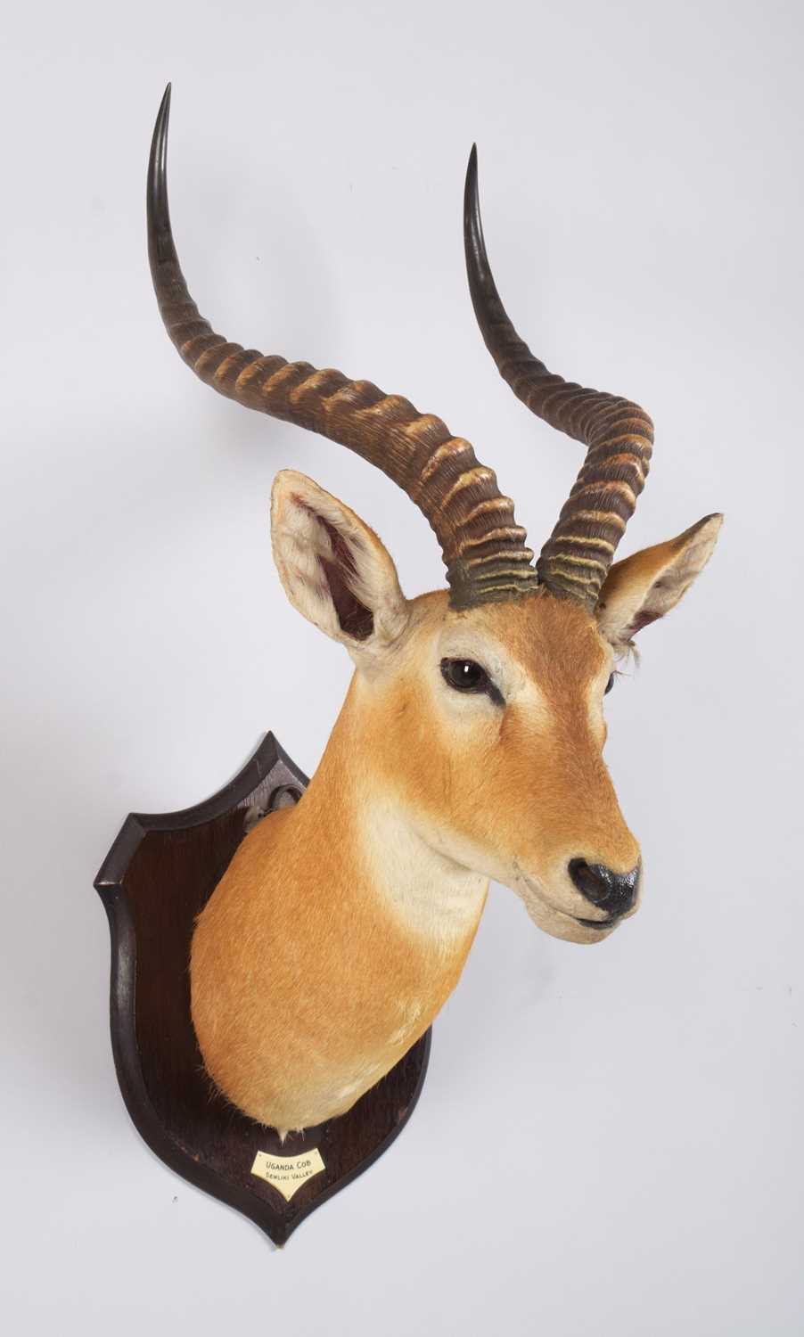 Taxidermy: Uganda Kob (Kobus thomasi), circa Feb 1924, Semliki Valley, Uganda, by Rowland Ward - Image 3 of 7