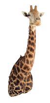 Taxidermy: South African Giraffe (Giraffa camelopardalis), circa early 21st century, South Africa, a