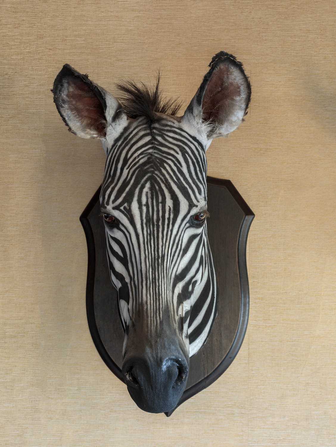 Taxidermy: A Rare Grevy's Zebra (Equus grevyi), dated 1912, British East Africa, by Rowland Ward - Image 8 of 11
