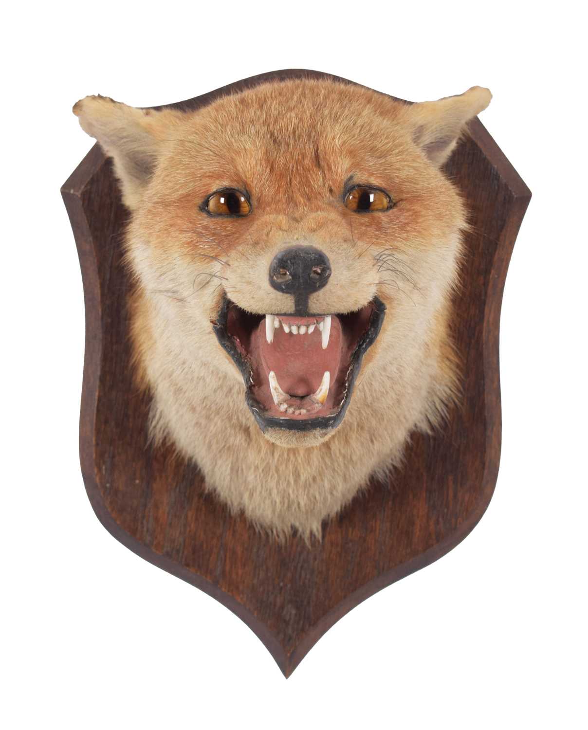 Taxidermy: Red Fox Mask (Vulpes vulpes), circa early 20th century, by Peter Spicer & Sons, - Bild 3 aus 4