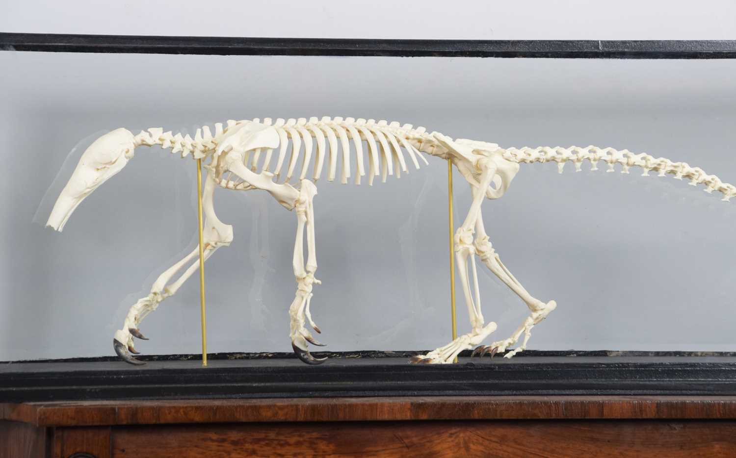 Skeletons/Anatomy: A Cased Southern Tamandua Anteater Skeleton (Tamandua tetradactyla), 21st - Image 3 of 3