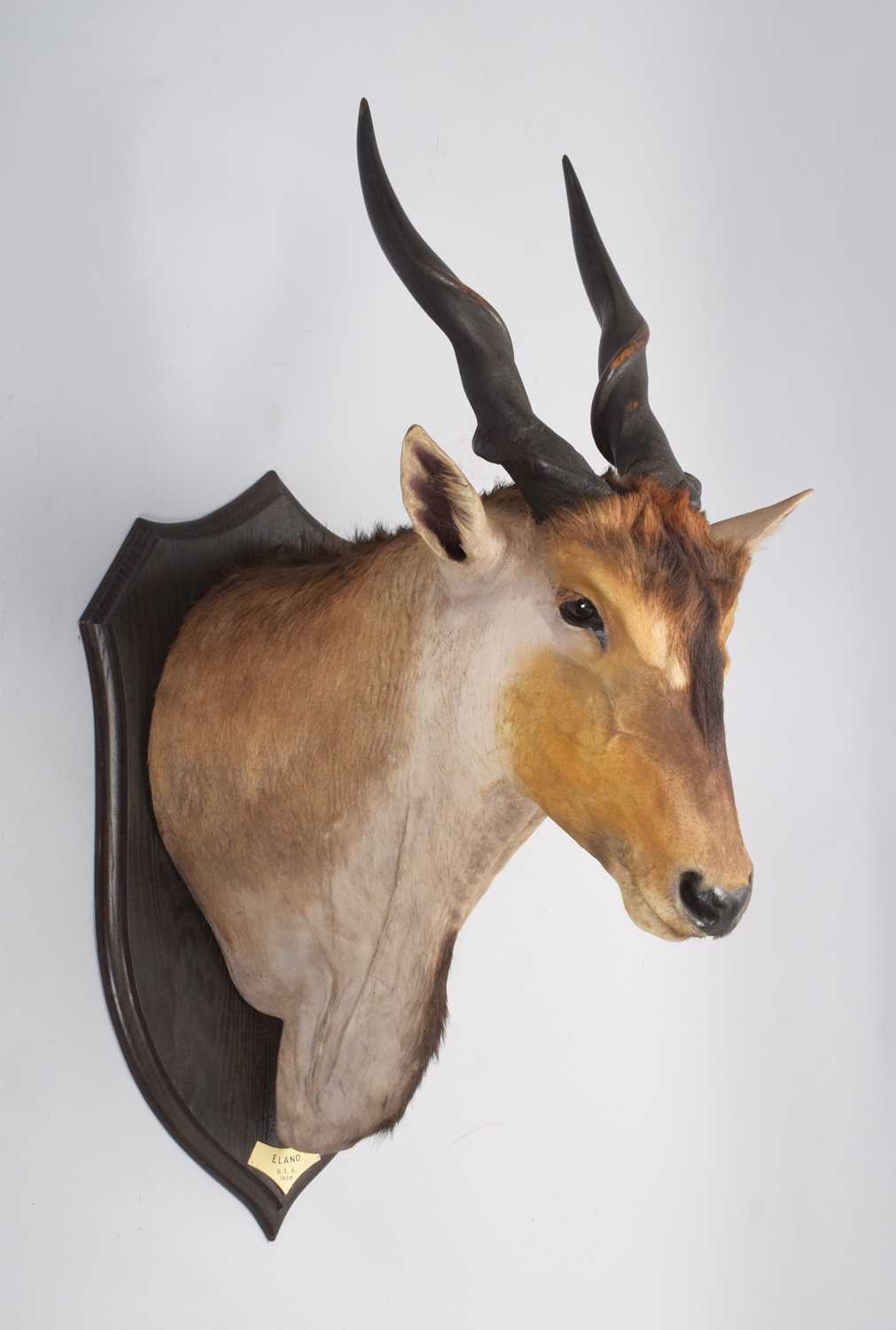 Taxidermy: East African Eland (Taurotragus oryx pattersonianus), dated 1909, British East Africa, - Image 2 of 7