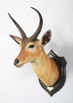 Taxidermy: Common Reedbuck (Redunca arundinum), dated 1920, Kafue, Zambia, by Rowland Ward Ltd, "The