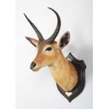 Taxidermy: Common Reedbuck (Redunca arundinum), dated 1920, Kafue, Zambia, by Rowland Ward Ltd, "The