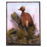 Taxidermy: A Wall Cased Chestnut Woodpecker (Celeus elegans), circa 1880-1900, a full mount adult