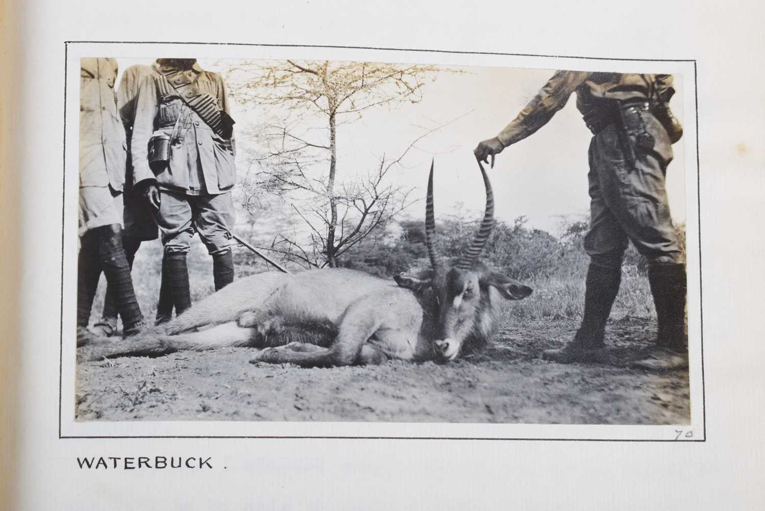 Taxidermy: Ellipsen or Common Waterbuck (Kobus ellipsiprymnus), dated 1912, British East Africa, - Image 6 of 7