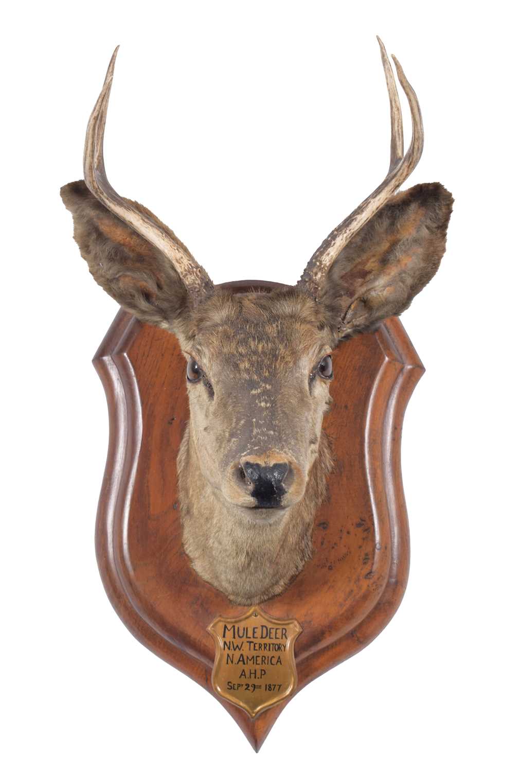 Taxidermy: Mule Deer (Odocoileus hemionus), dated September 29th 1877, North West Territory, North - Image 3 of 3