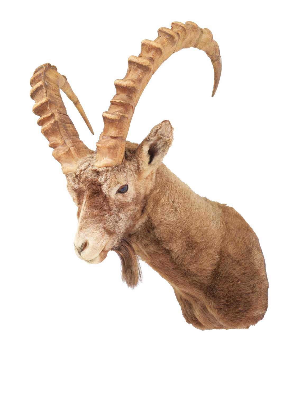 Taxidermy: Mid-Asian Ibex (Capra sibirica sibirica), mid-late 20th century, a high quality adult - Image 2 of 3