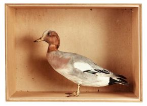 Taxidermy: A Late Victorian Cased European Wigeon (Mareca penelope), by W.R. Pape, Taxidermy,