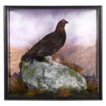 Taxidermy: A Cased Red Grouse (Lagopus lagopus scoticus), dated 2003, Scotland, a high quality
