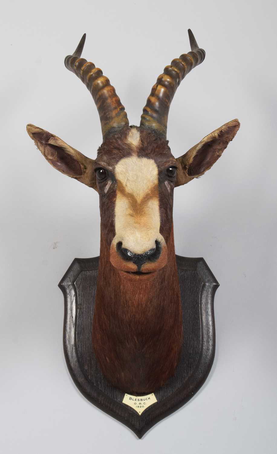 Taxidermy: Blesbok (Damaliscus phillipsi), dated 1920, Orange River Colony, South Africa, a high - Image 3 of 7