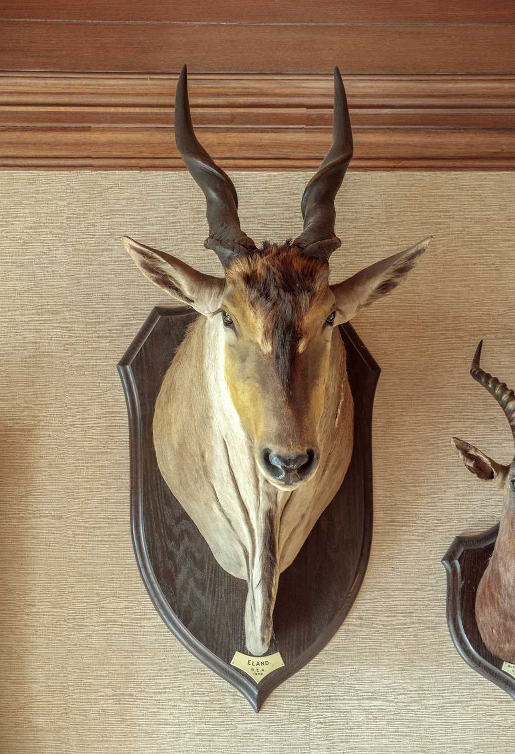 Taxidermy: East African Eland (Taurotragus oryx pattersonianus), dated 1909, British East Africa, - Image 7 of 7