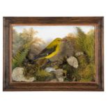 Taxidermy: A Wall Cased European Golden Oriole (Oriolus oriolus), dated 2004, by A.J. Armitstead,