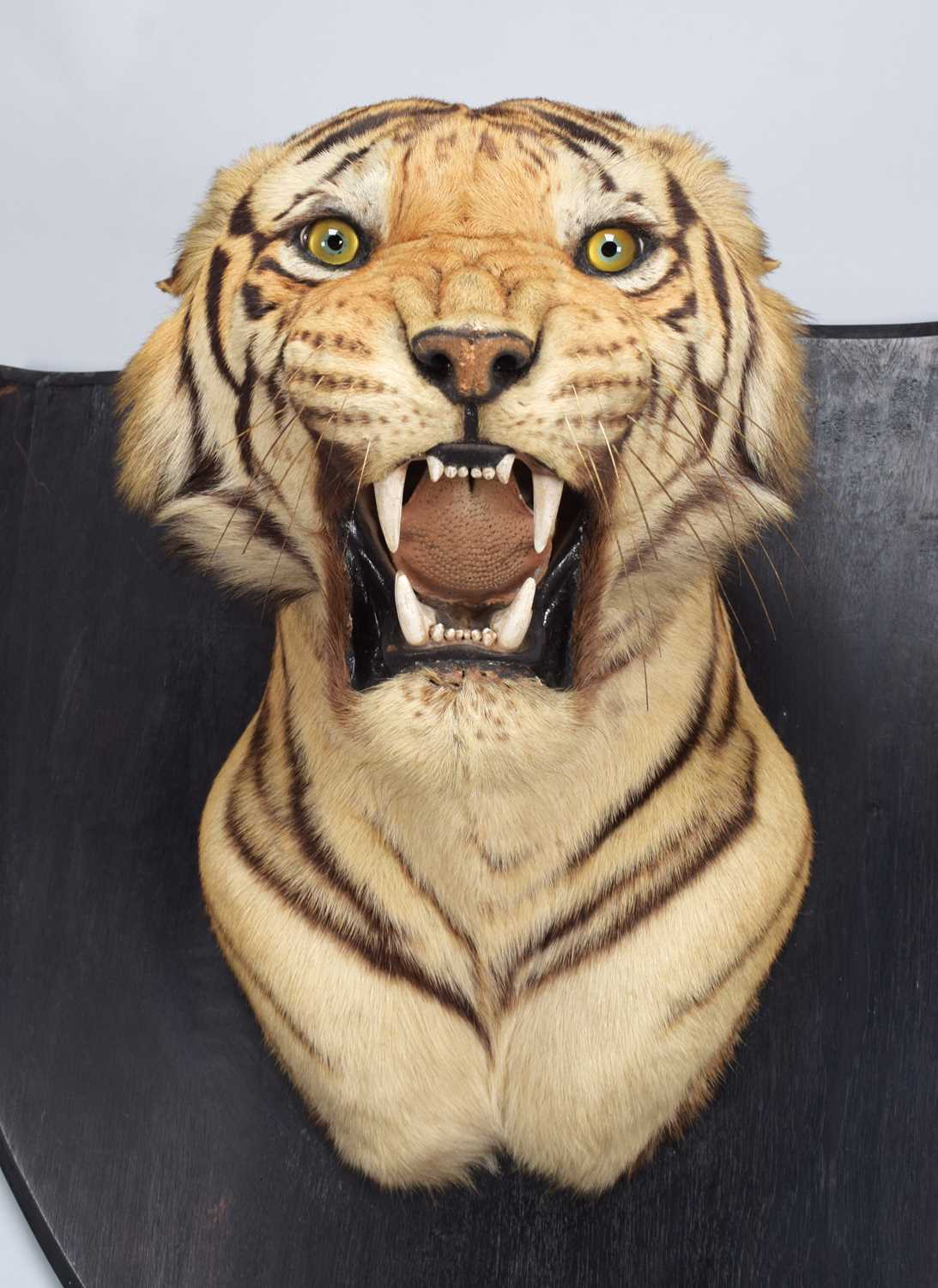 Taxidermy: Bengal Tiger (Panthera tigris tigris), dated January 24th 1930, by Van Ingen & Van Ingen, - Image 11 of 20