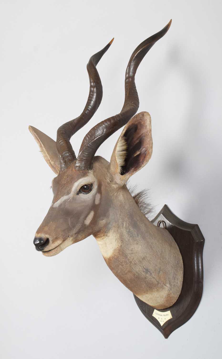 Taxidermy: Lesser Kudu (Tragelaphus imberbis), dated 1912, British East Africa, by Rowland Ward Ltd, - Image 3 of 8