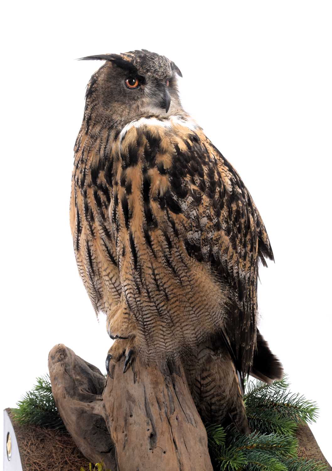 Taxidermy: A Cased European Eagle Owl (Bubo bubo), captive bred, dated 2023, by Carl Church, - Image 5 of 9