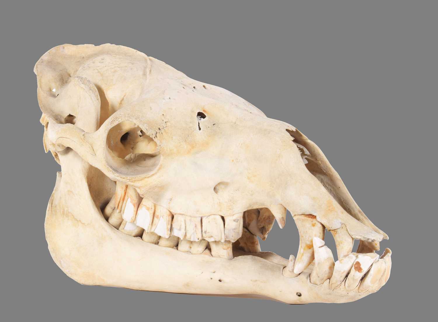 Skulls/Anatomy: Bactrian Camel Skull (Camelus bactrianus), circa early-mid 20th century, an - Image 2 of 5