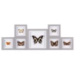 Entomology: A Group of Framed Butterflies, modern, six single butterfly specimens, each enclosed