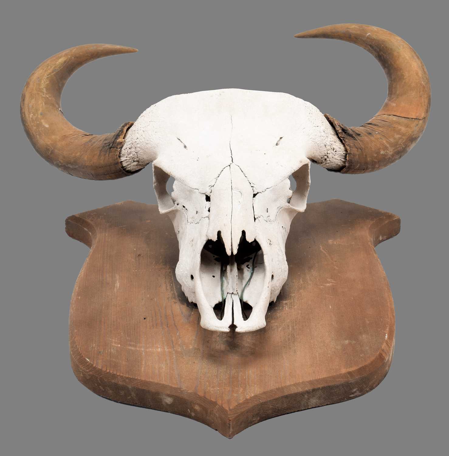 Antlers/Horns: Indian Gaur Buffalo (Bos gaurus gaurus), circa 1920-1930, India, a large set of adult - Image 2 of 6