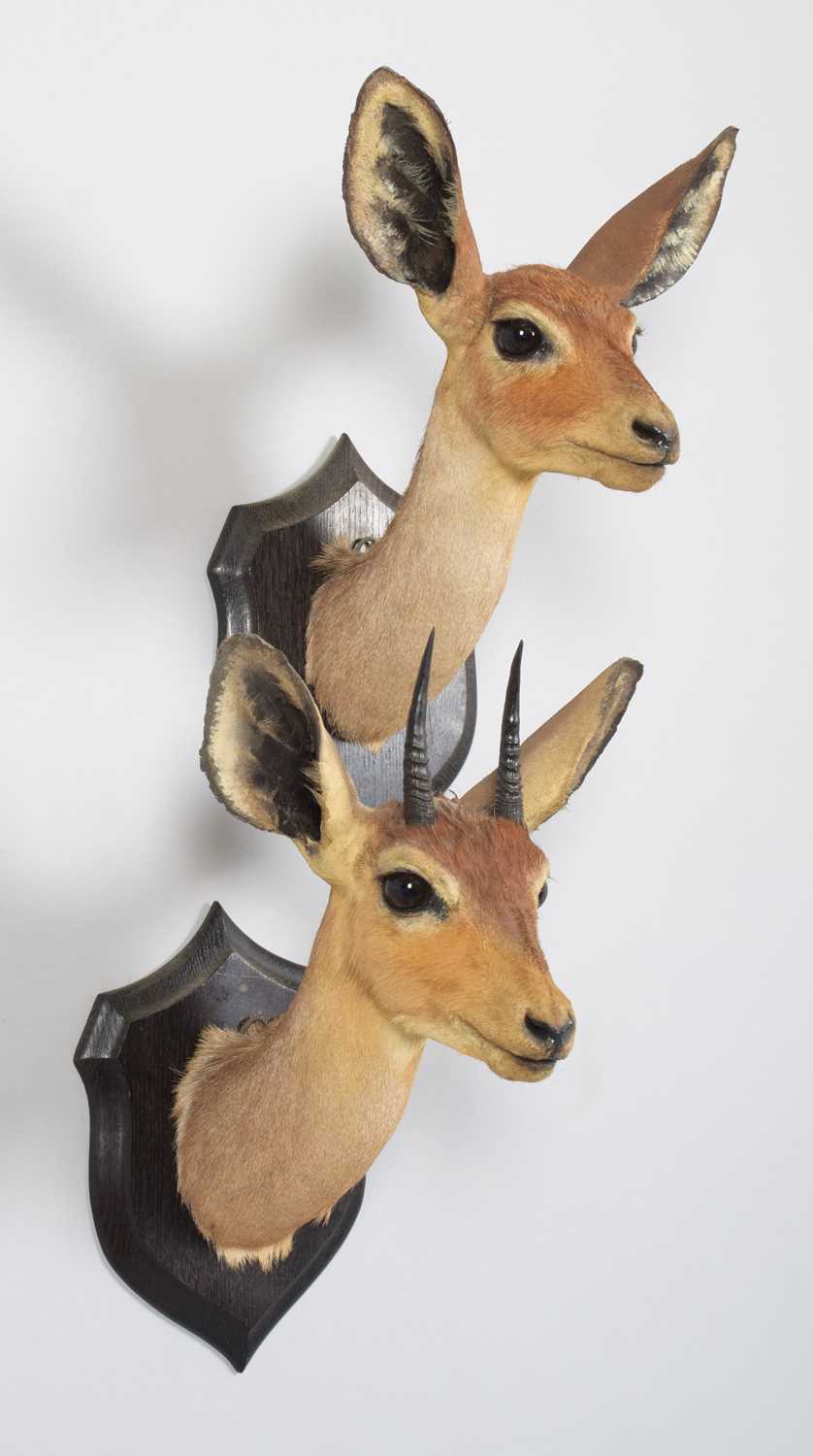 Taxidermy: A Pair of East African Steenbok (Raphicerus campestris neumanni), circa 1909, British - Image 3 of 5
