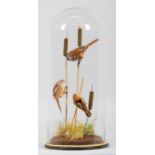 Taxidermy: A Trio of Bearded Reedlings (Panurus biarmicus), modern, by Rob Marshall, Taxidermy,