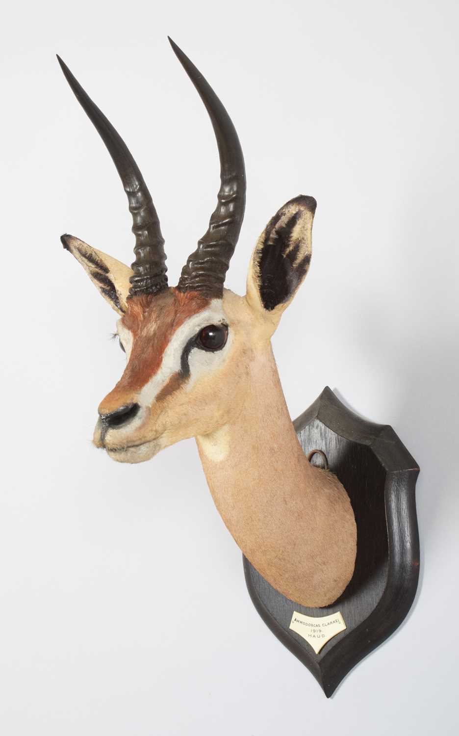 Taxidermy: Dibatag (Ammodorcas clarkei), dated 1919, Haud, Somalia, by Rowland Ward Ltd, "The - Image 3 of 7