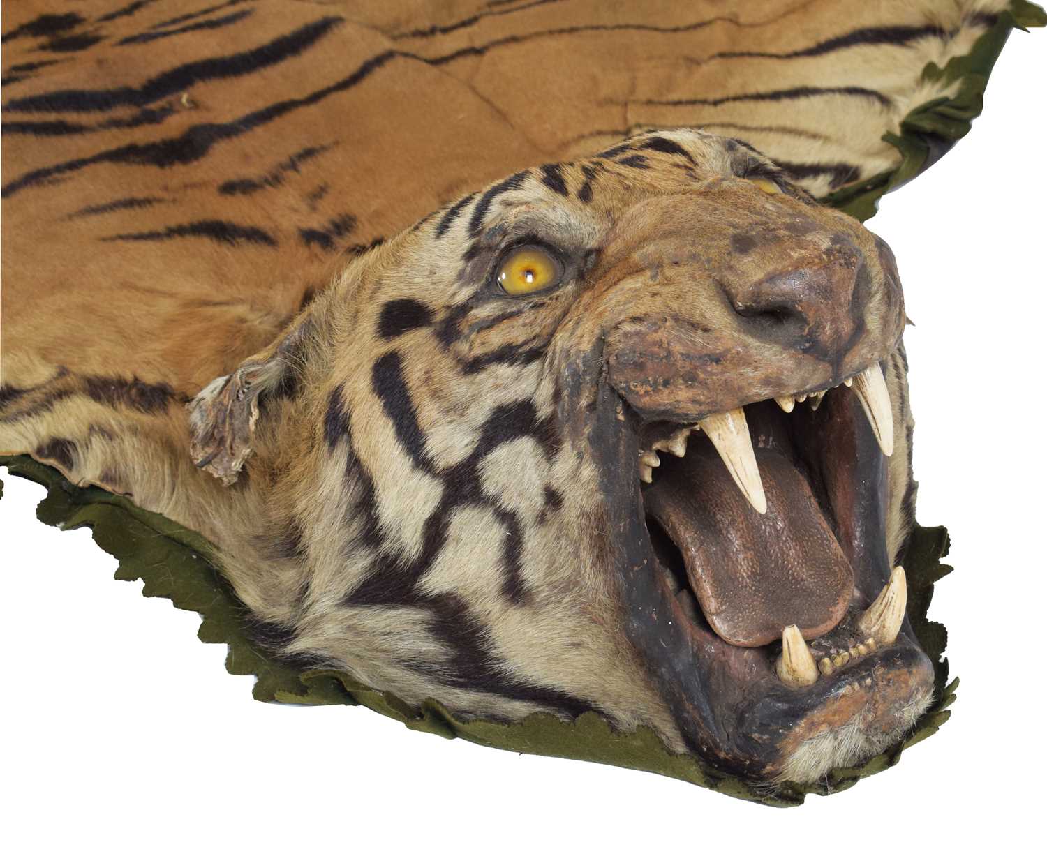 Taxidermy: Bengal Tiger Skin (Panthera tigris tigris), circa 1907-1930, by Rowland Ward Ltd, "The - Image 6 of 8