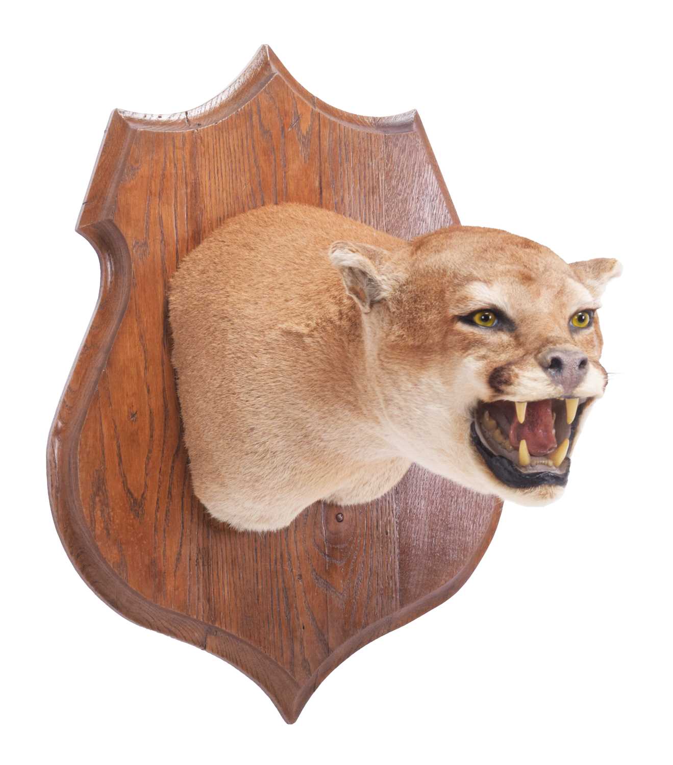 Taxidermy: North American Puma or Mountain Lion (Puma concolor), circa late 20th century, a superb