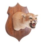 Taxidermy: North American Puma or Mountain Lion (Puma concolor), circa late 20th century, a superb