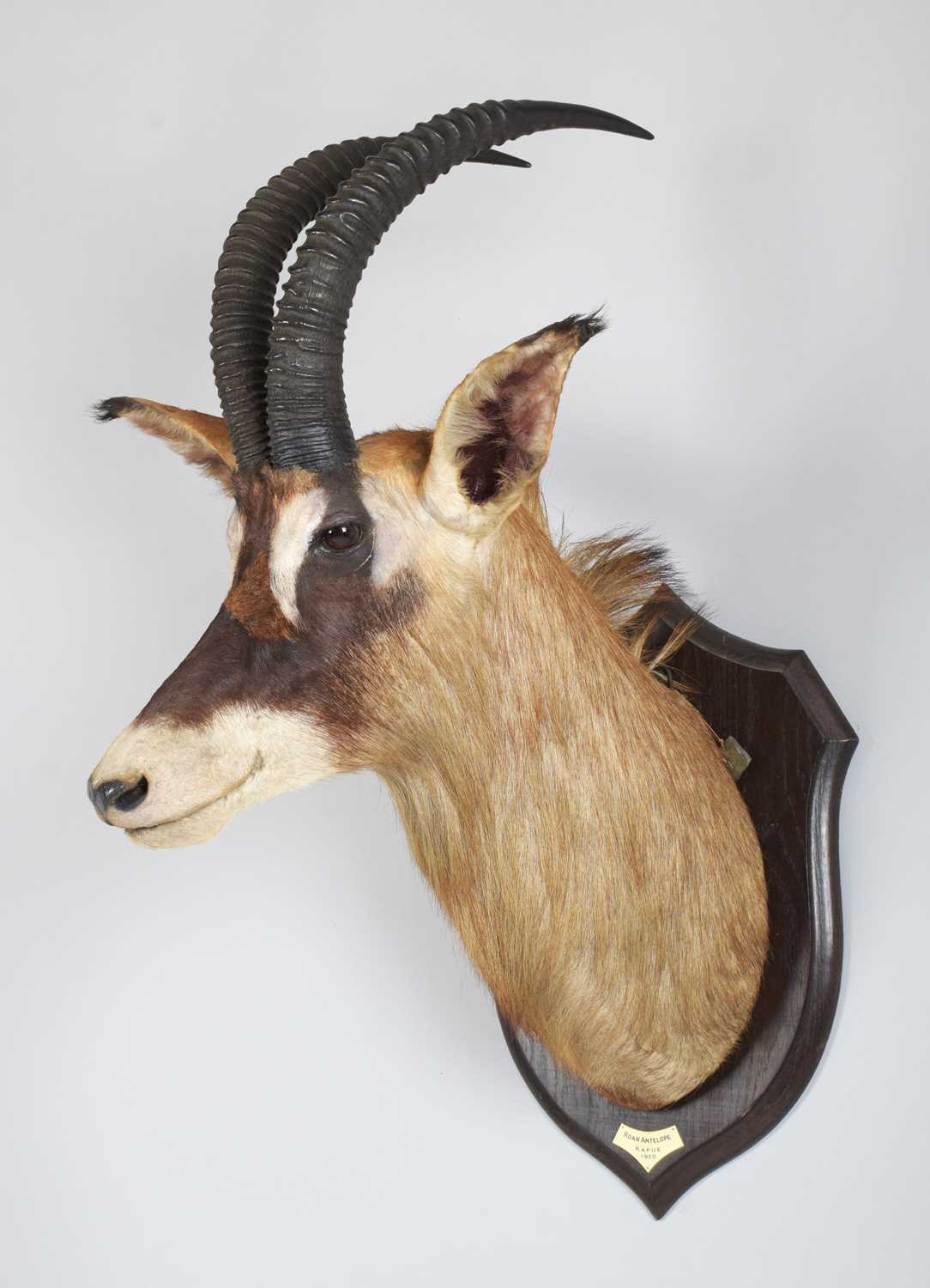 Taxidermy: Roan Antelope (Hippotragus equinus), dated 1920, Kafue, Zambia, by Rowland Ward Ltd, - Image 2 of 7