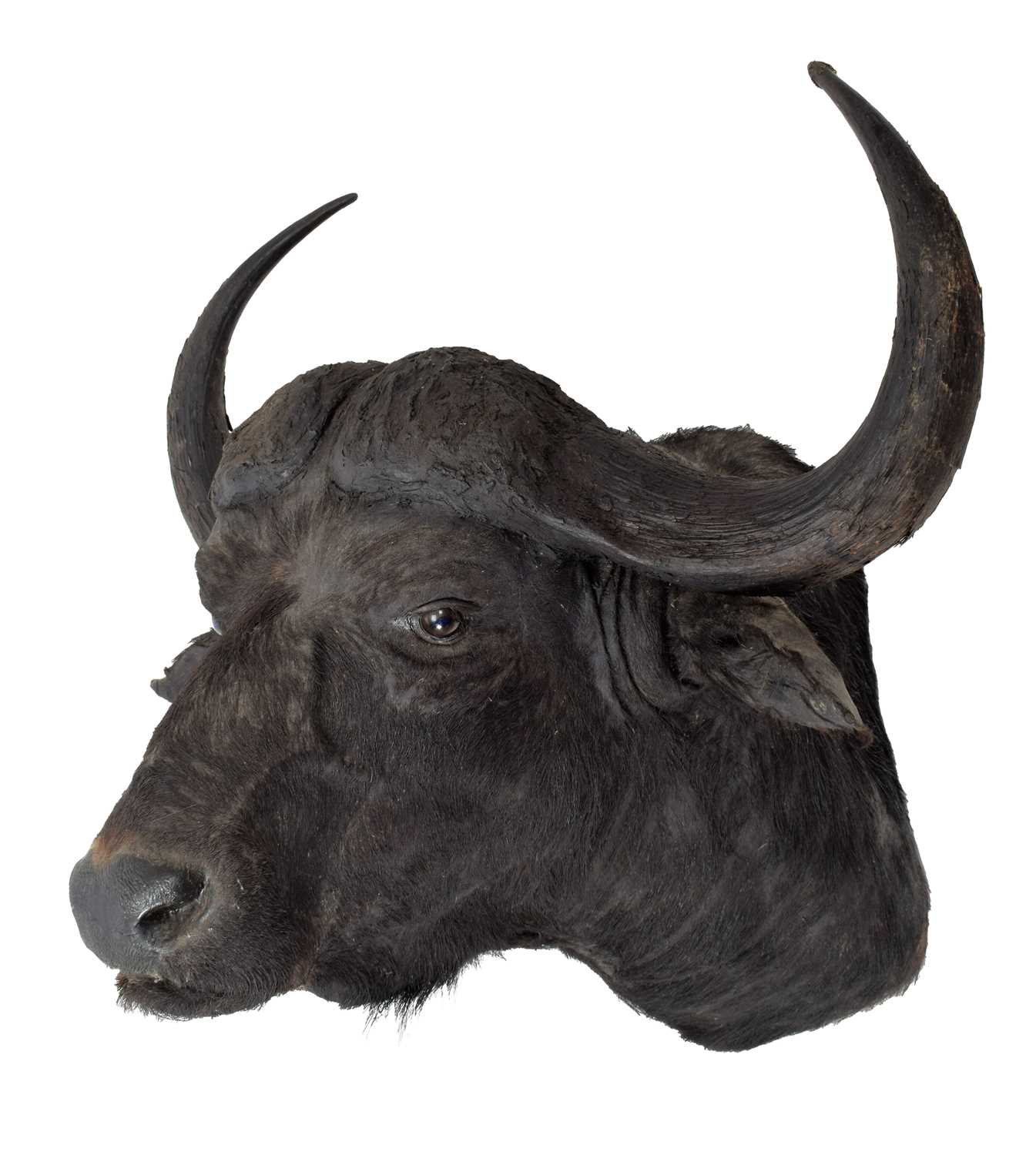 Taxidermy: Cape Buffalo (Syncerus caffer), circa 1970, Kenya, East Africa, a good-quality adult bull - Image 2 of 3