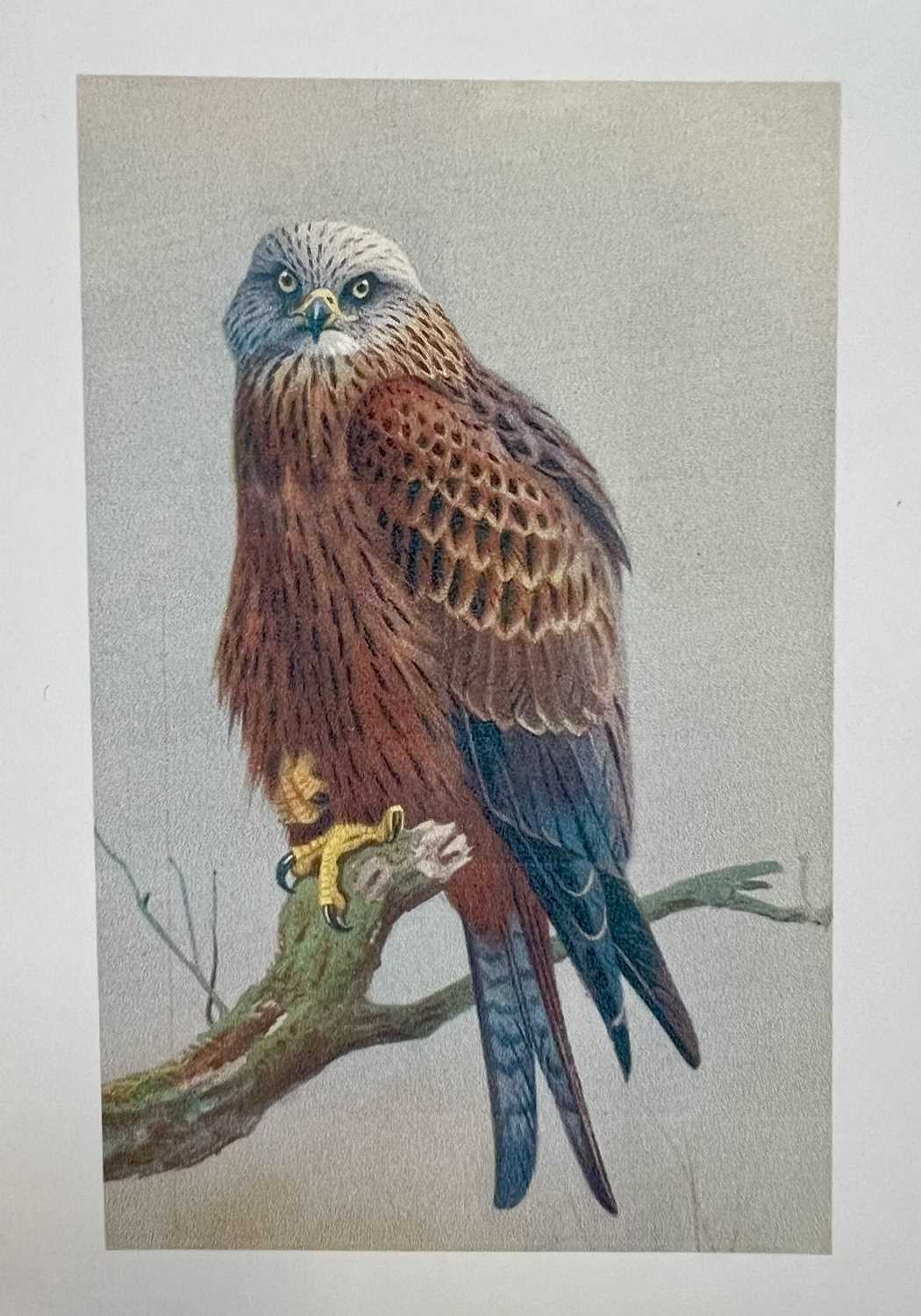 Taxidermy: A Cased Red Kite (Milvus milvus), captive bred, dated 2023, by Carl Church, Taxidermy, - Image 7 of 7