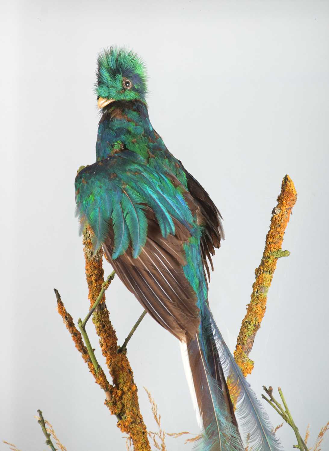 Taxidermy: A Large Cased Resplendent Quetzal (Pharomachrus mocinno), circa early 20th century, a - Image 4 of 4