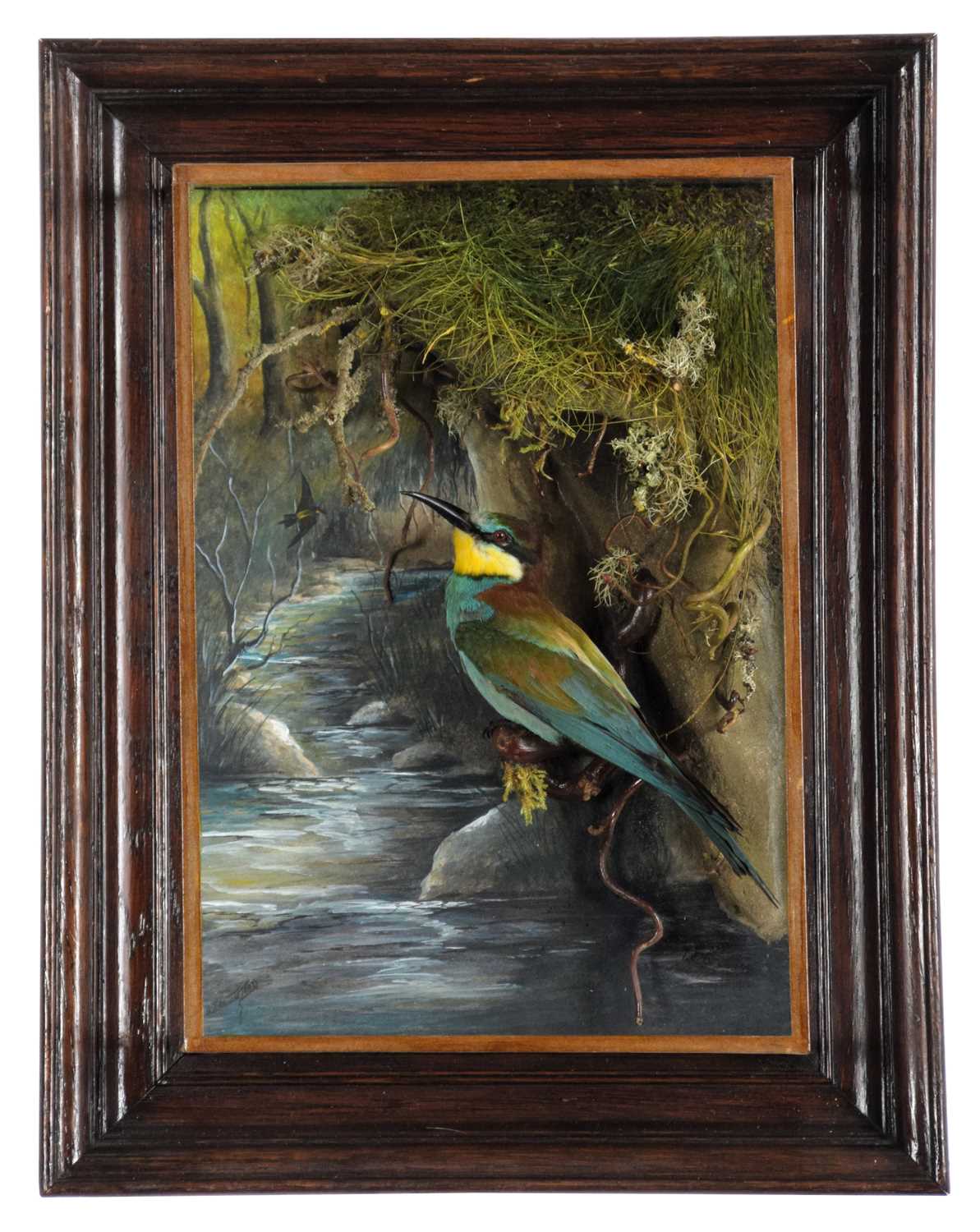 Taxidermy: A Wall Cased European Bee-eater (Merops apiaster), dated 2023, by A.J. Armitstead,
