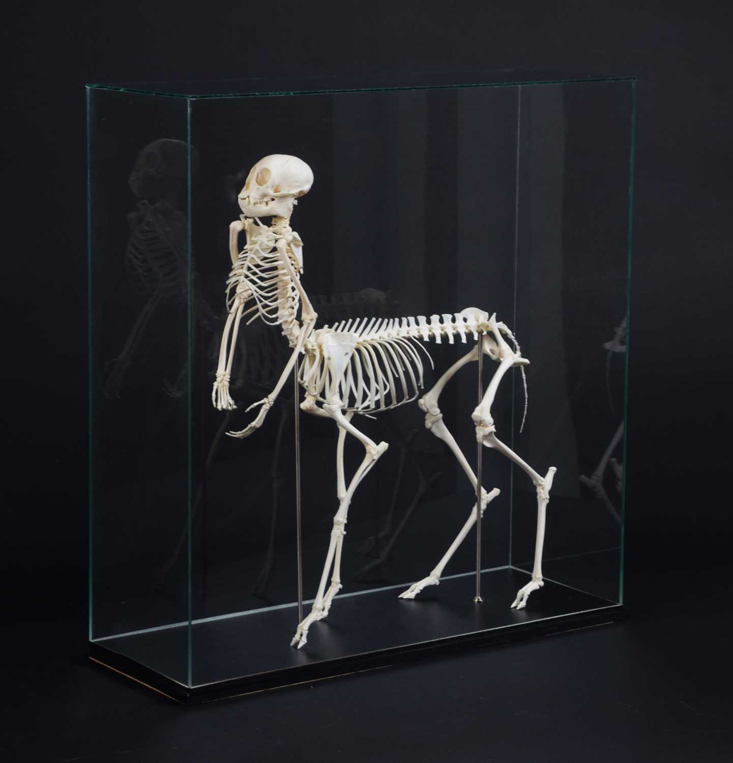 Skeletons/Anatomy: A Composed Centaur Skeleton, modern, a complete articulated skeleton of a - Image 4 of 8