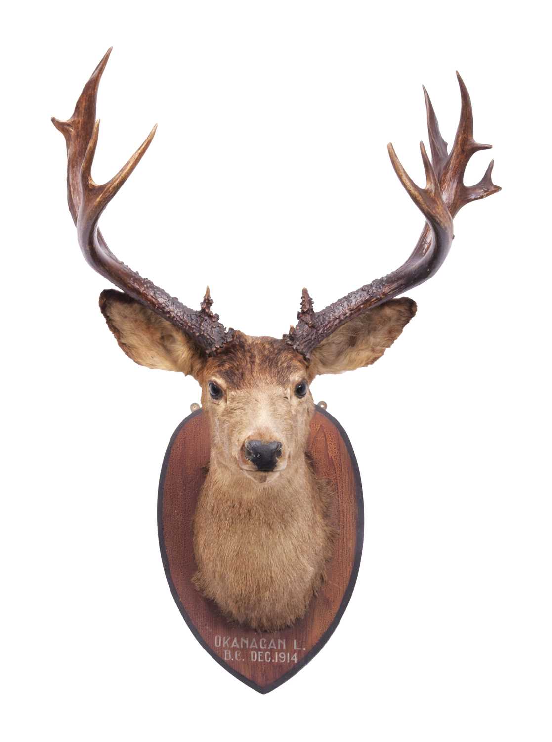 Taxidermy: Mule Deer (Odocoileus hemionus), dated 1914, Rowland Ward Record Class, a large adult - Image 3 of 4