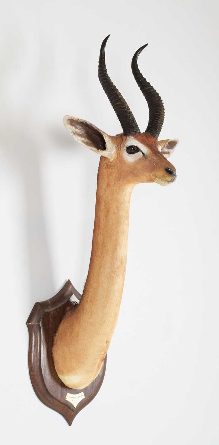 Taxidermy: Southern Gerenuk (Litocranius walleri walleri), dated 1912, British East Africa, by - Image 2 of 8