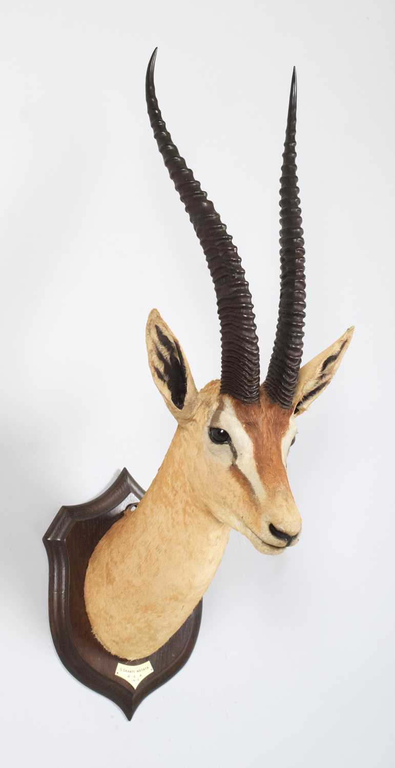 Taxidermy: Northern Grant's Gazelle (Nanger notata), dated 1912, British East Africa, by Rowland - Image 2 of 7