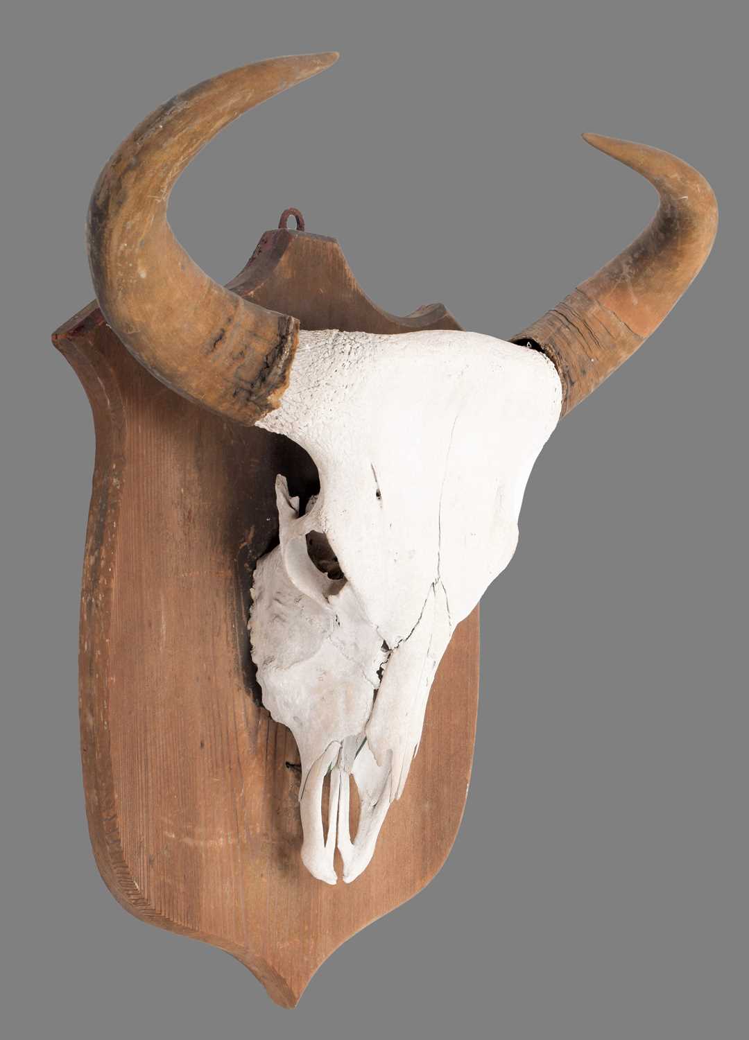 Antlers/Horns: Indian Gaur Buffalo (Bos gaurus gaurus), circa 1920-1930, India, a large set of adult - Image 3 of 6