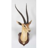 Taxidermy: Southern Grant's Gazelle (Nanger granti), dated 1912, British East Africa, by Rowland