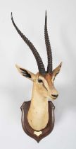 Taxidermy: Southern Grant's Gazelle (Nanger granti), dated 1912, British East Africa, by Rowland