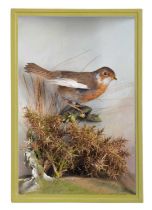 Taxidermy: A Cased European Robin (Erithacus rubecula), modern, by David Keningale, Taxidermy,