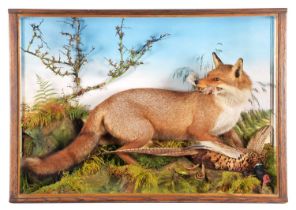 Taxidermy: A Large Cased European Red Fox (Vulpes vulpes), circa 1880-1933, by Thomas Jefferies,