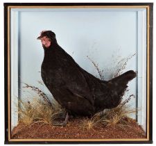 Taxidermy: A Cased Black Legbar Hen (Gallus domesticus), modern, by John Burton, Taxidermy, Burgh