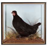 Taxidermy: A Cased Black Legbar Hen (Gallus domesticus), modern, by John Burton, Taxidermy, Burgh